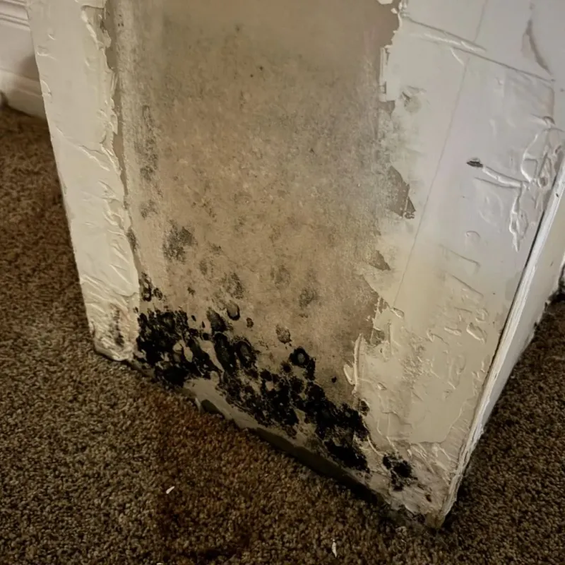 Professional Mold Removal in Rio Arriba County, NM